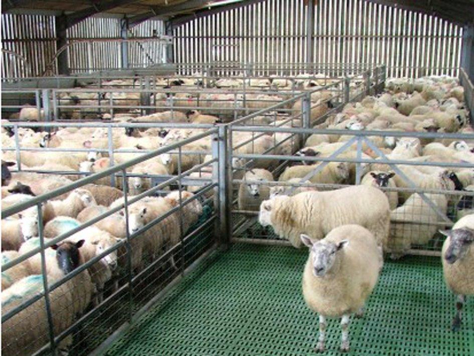 Koyun Üretim Çiftliği